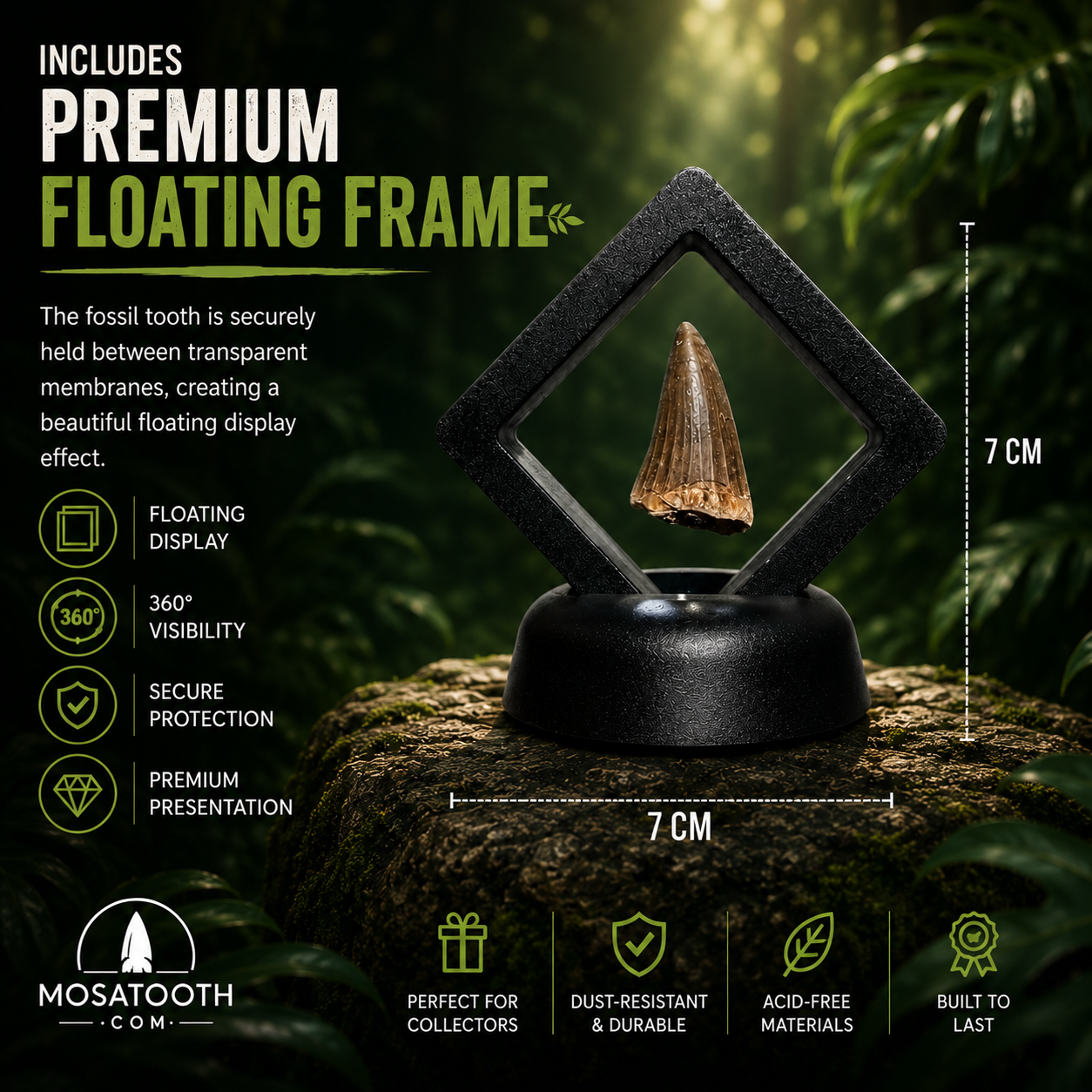 Authentic Mosasaurus Tooth in Display - 2/3CM