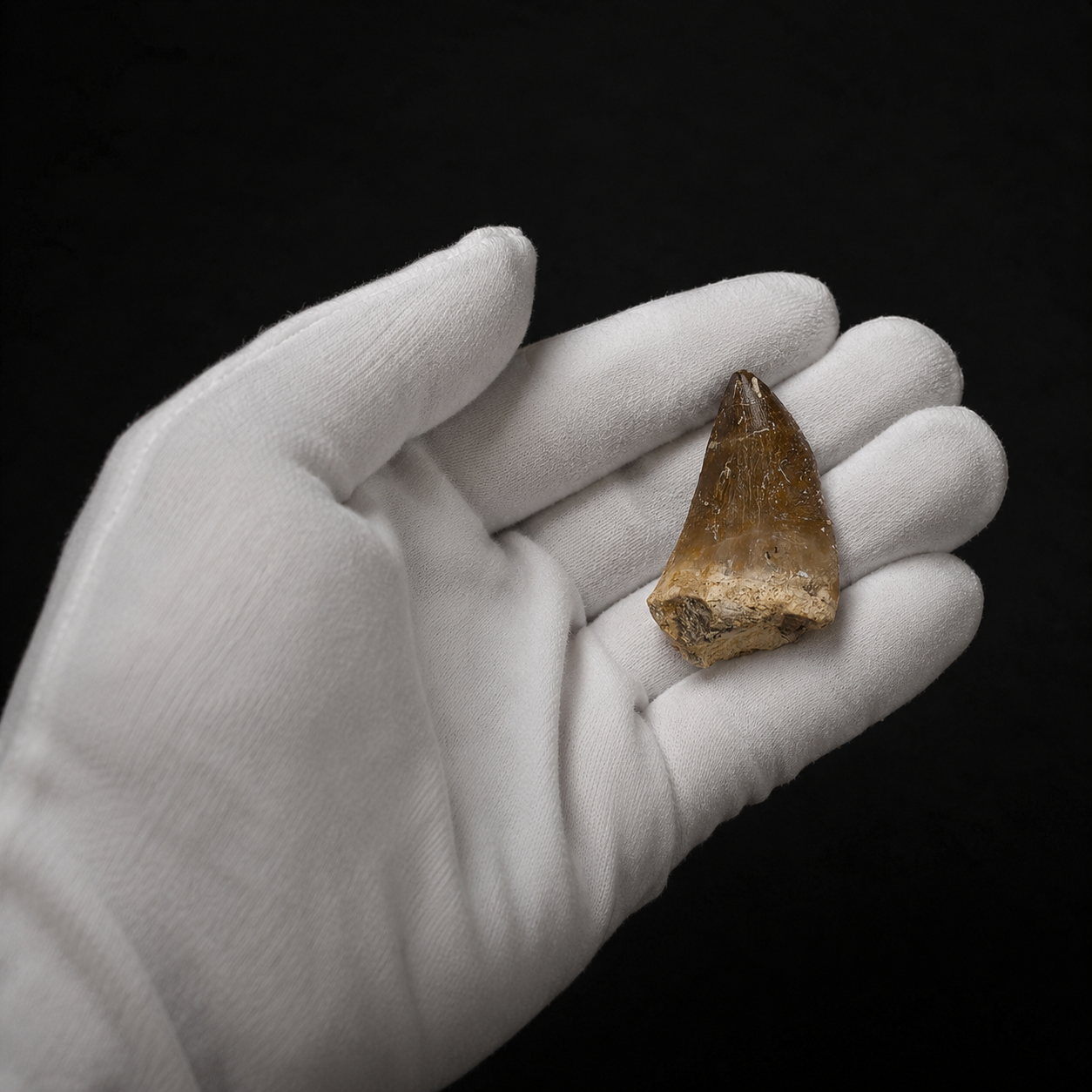 Hand holding an authentic Mosasaurus fossil tooth, guaranteeing 100% genuine origin 3-4 cm