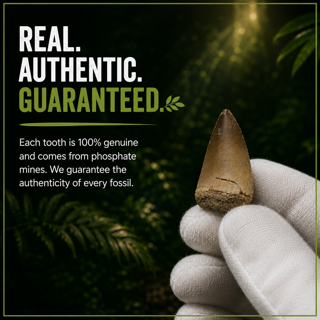 Authentic guaranteed mosasaur tooth by Mosatooth