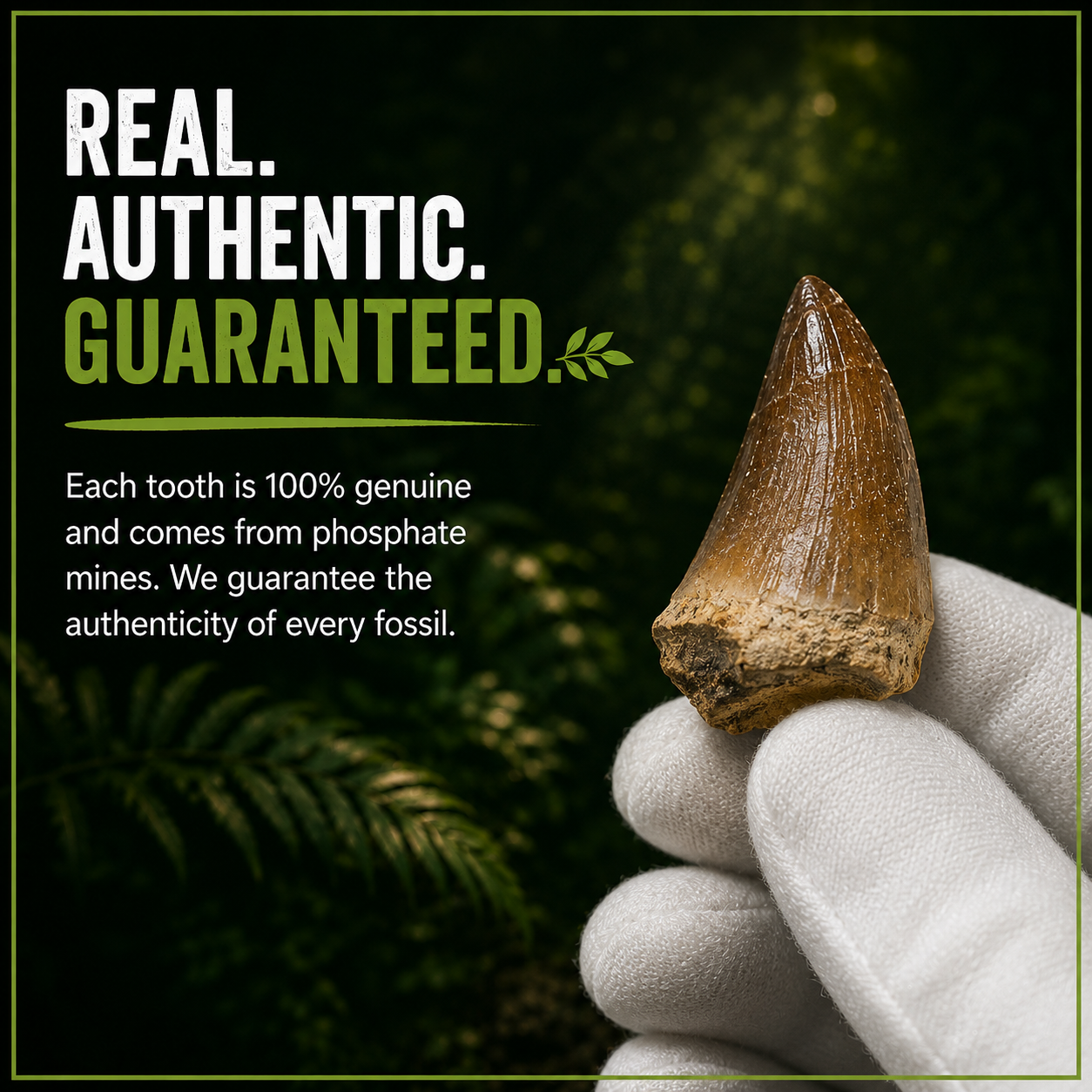 Hand holding an authentic Mosasaurus fossil tooth, guaranteeing 100% genuine origin

