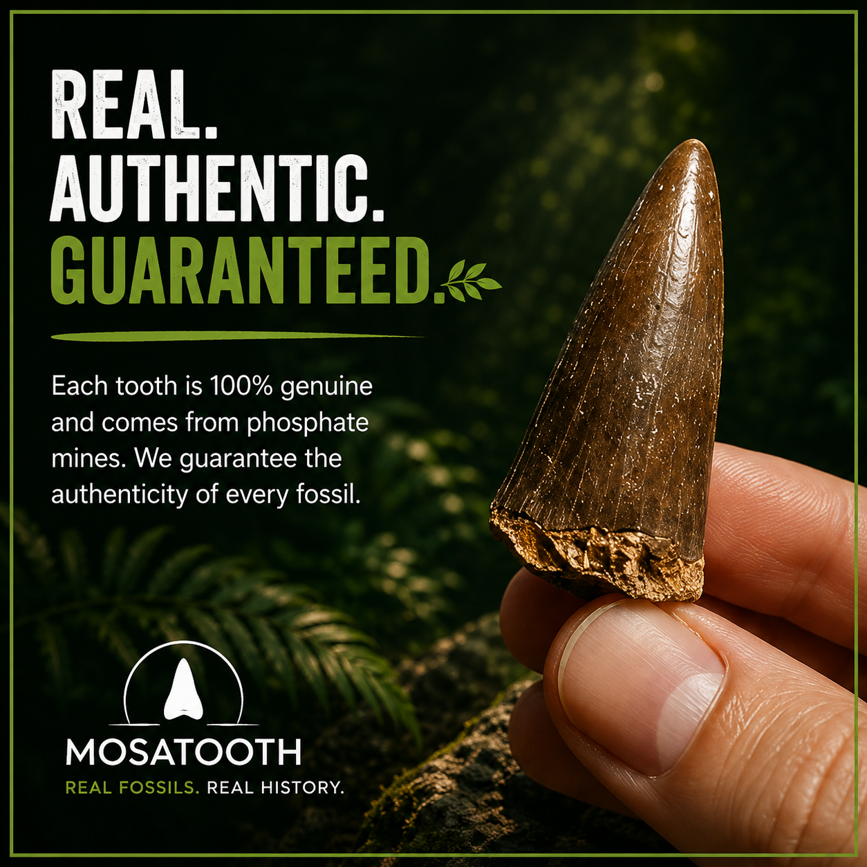 Authentic Mosasaurus Tooth in Display - 2/3CM