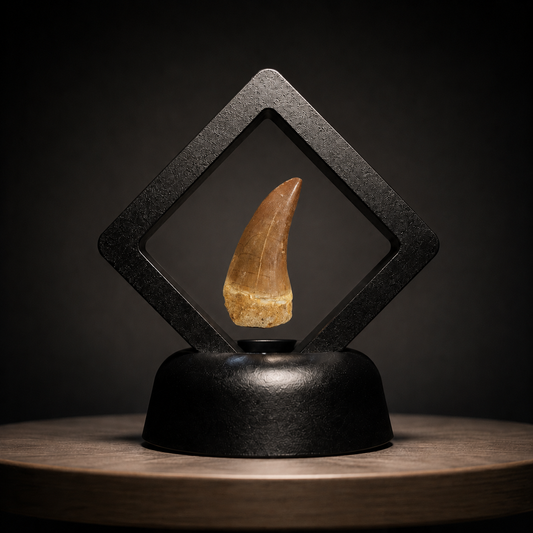 Authentic Mosasaurus Tooth in Display - 4/5CM