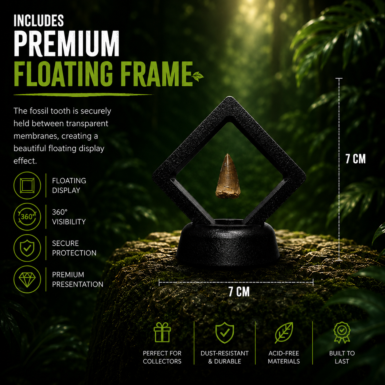 Mosasaur tooth floating in a luxury frame
