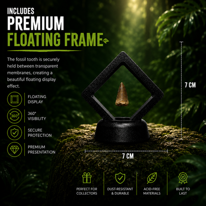 Mosasaur tooth floating in a luxury frame