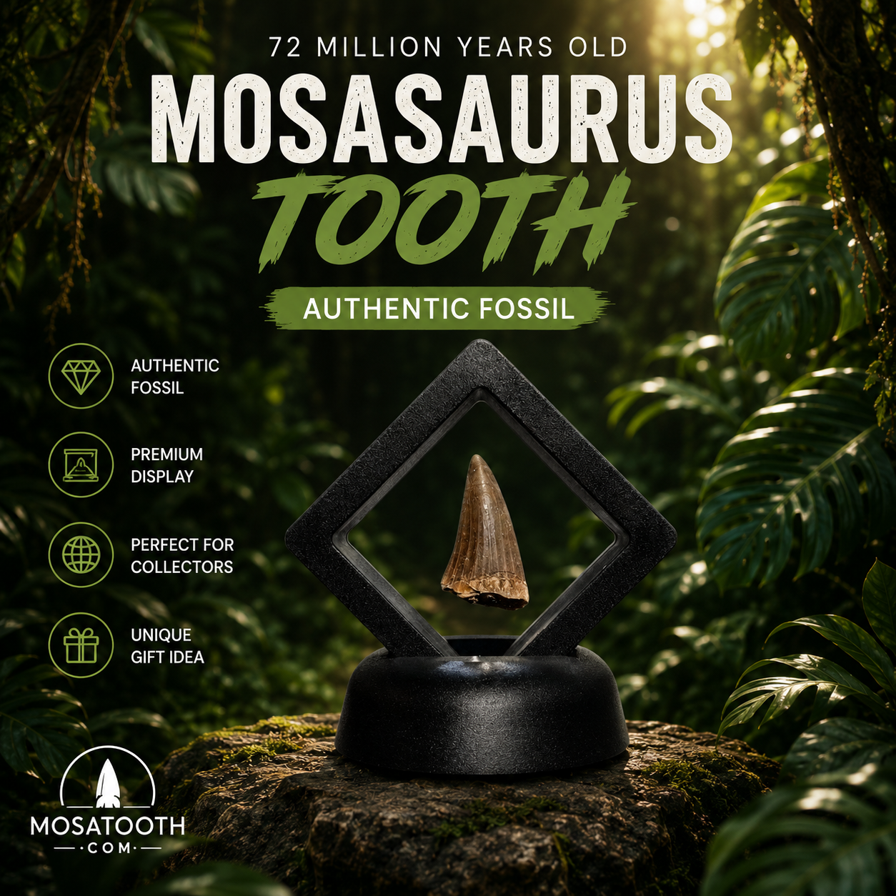Authentic Mosasaurus Tooth in Display - 2/3CM