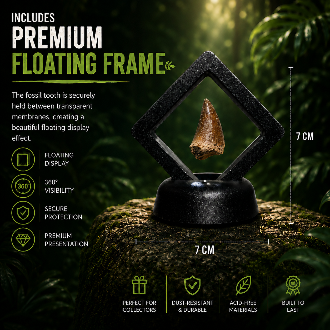 Mosasaurus Tooth in Luxury Floating frame
