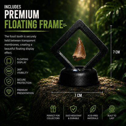 Mosasaurus Tooth in Luxury Floating frame