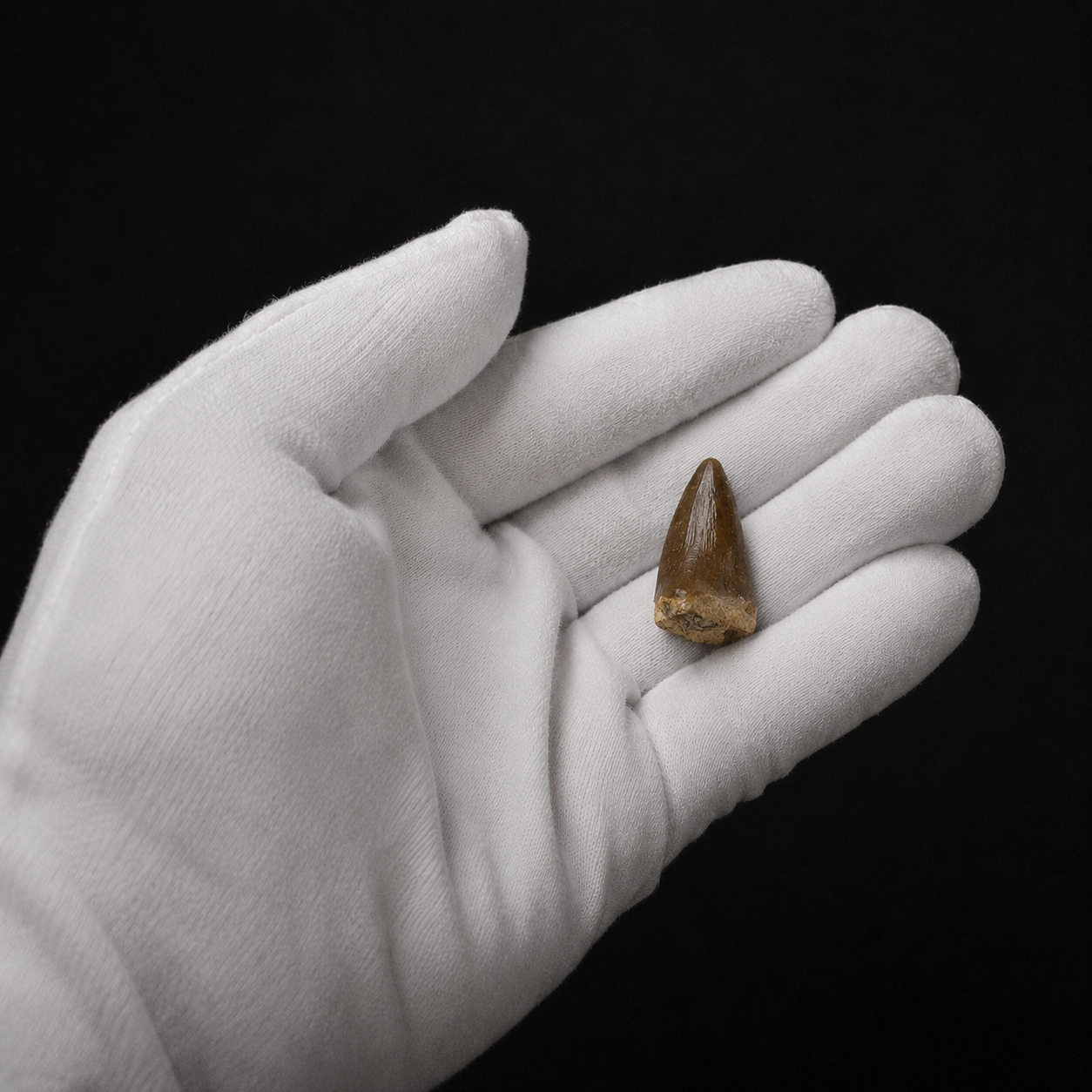 Mosasaur tooth 2-3cm in hand