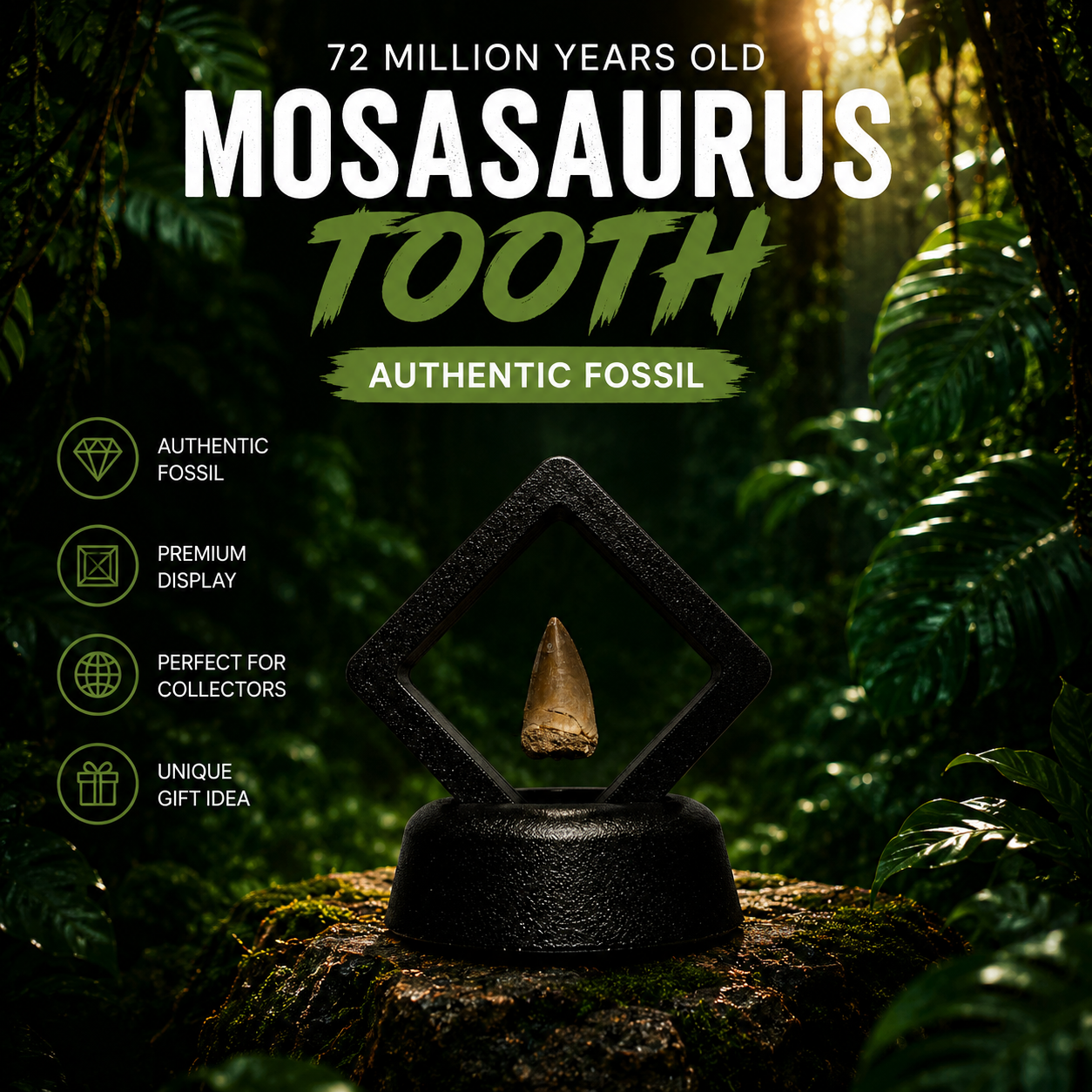 Mosasaurus tooth in display, luxury 2-3cm