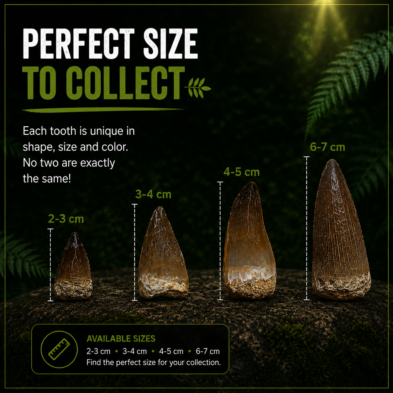 Measurements of 4 mosasaurus tooth from MosaTooth.com