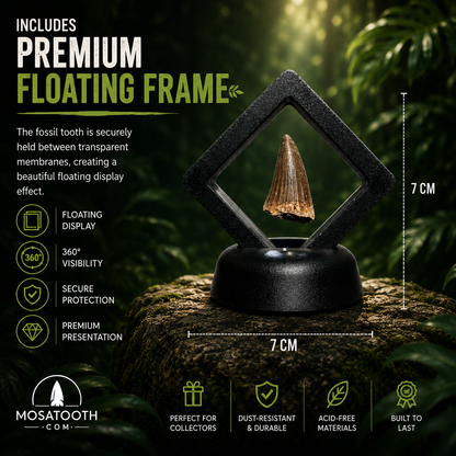 Real Mosasaurus Tooth Set • 72 Million Years Old