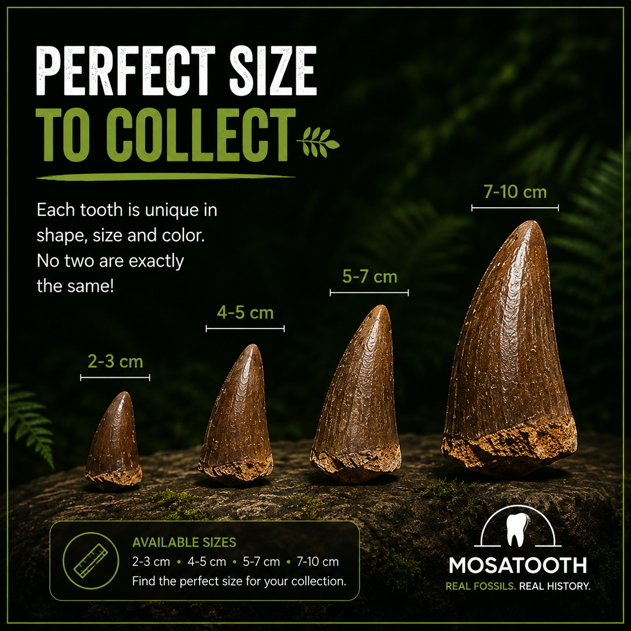 Authentic Mosasaurus Tooth in Display - 2/3CM