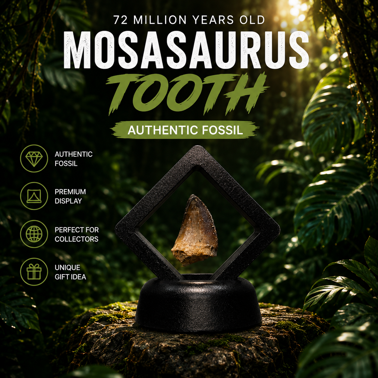 Mosasaur Tooth in premium display 3-4cm